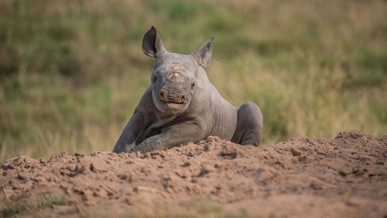 Download Rare Baby Rhino Born At Chester Zoo Has Big Personality And Bundles Of Energy Uk News Sky News