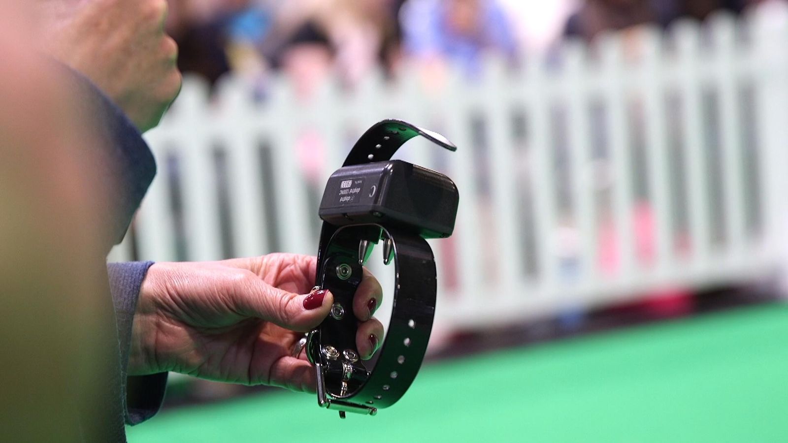 Electric shock collars for pets to be banned in England UK News Sky