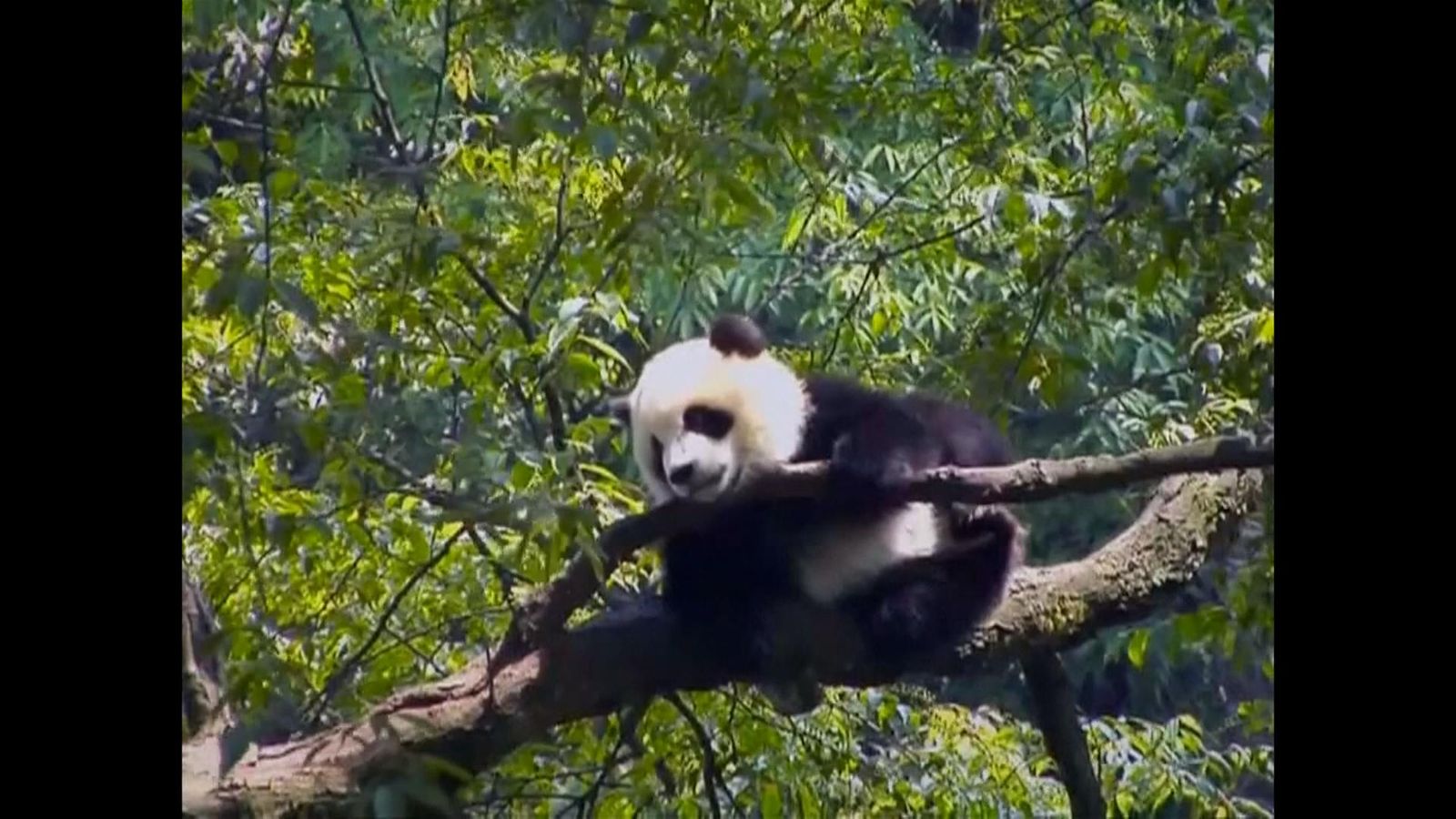 China's wild giant panda population explodes after major effort to