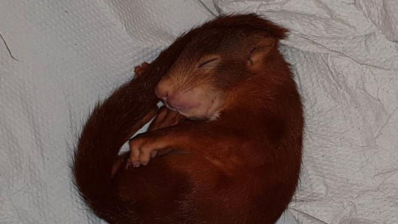 Man calls police: 'I'm being chased by a baby squirrel' Man calls police: 'I'm being chased by a baby squirrel'