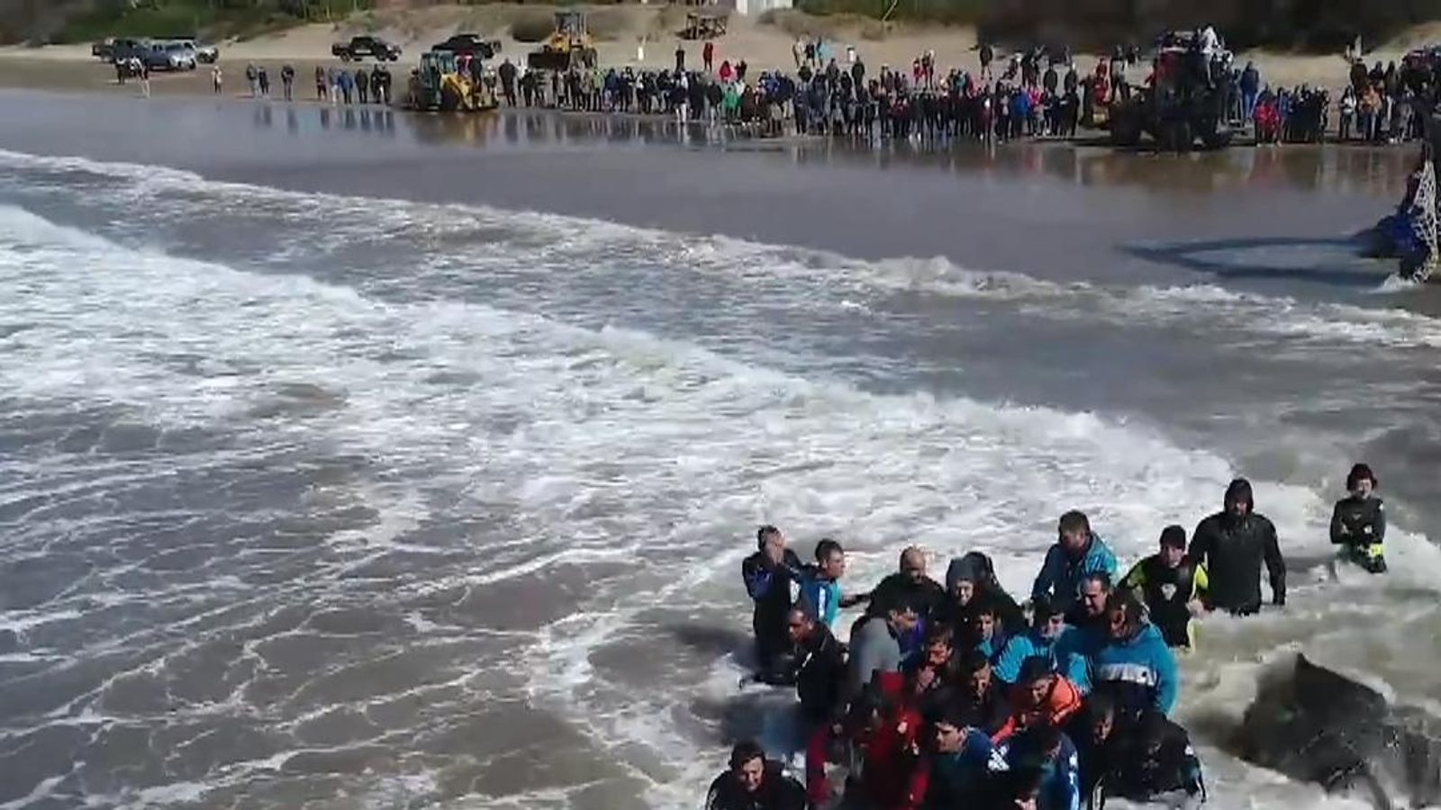 Orca Returned To Sea In 20 hour Rescue In Argentina Sky News orca-returned-to-sea-in-20-hour-rescue-in-argentina-sky-news