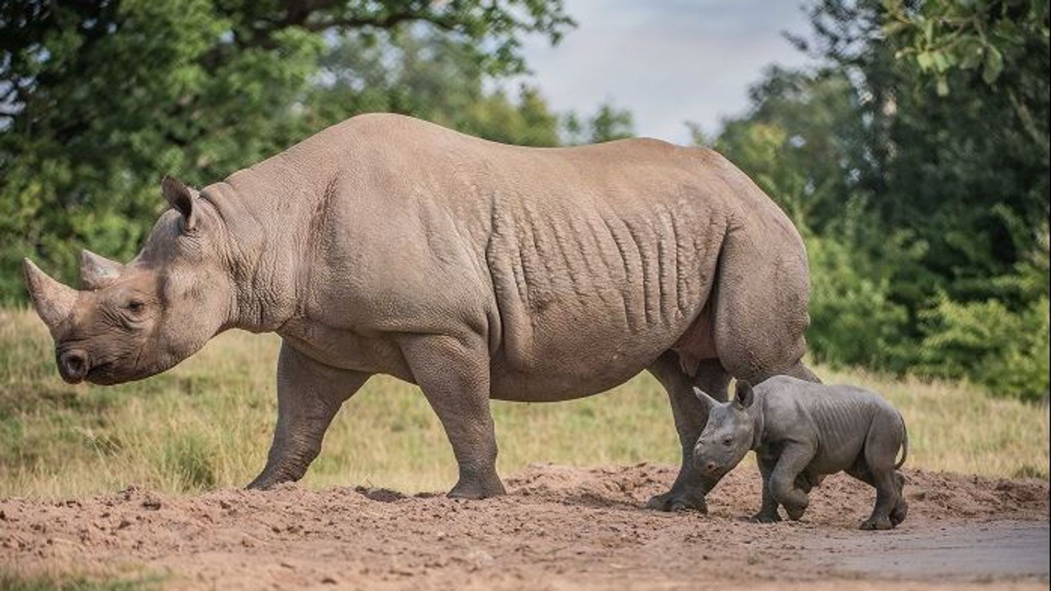 Rare Baby Rhino Born At Chester Zoo Has 'big Personality' And 'bundles ...