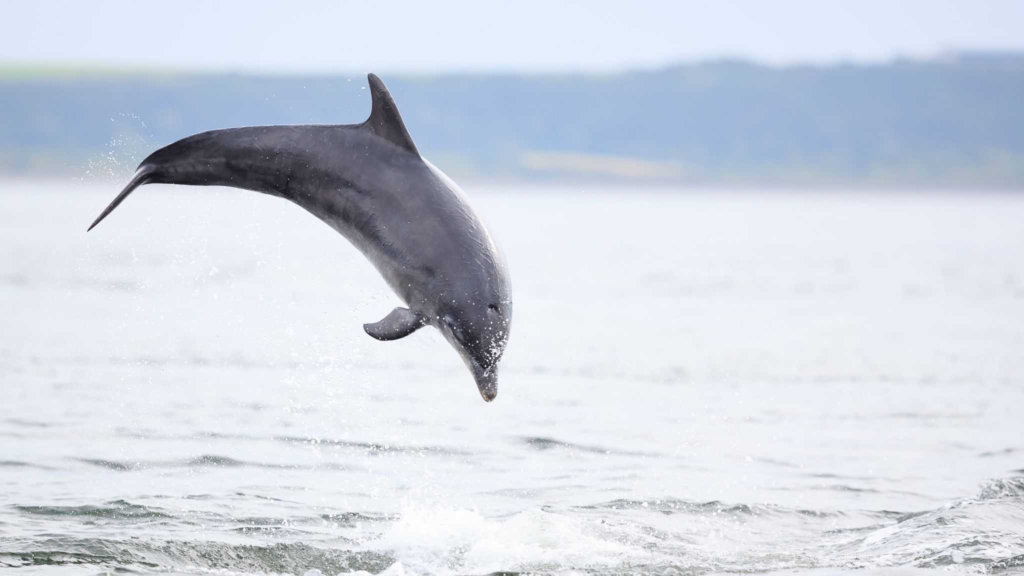 WATCH: Dozens of dolphins beached on France's Atlantic coast