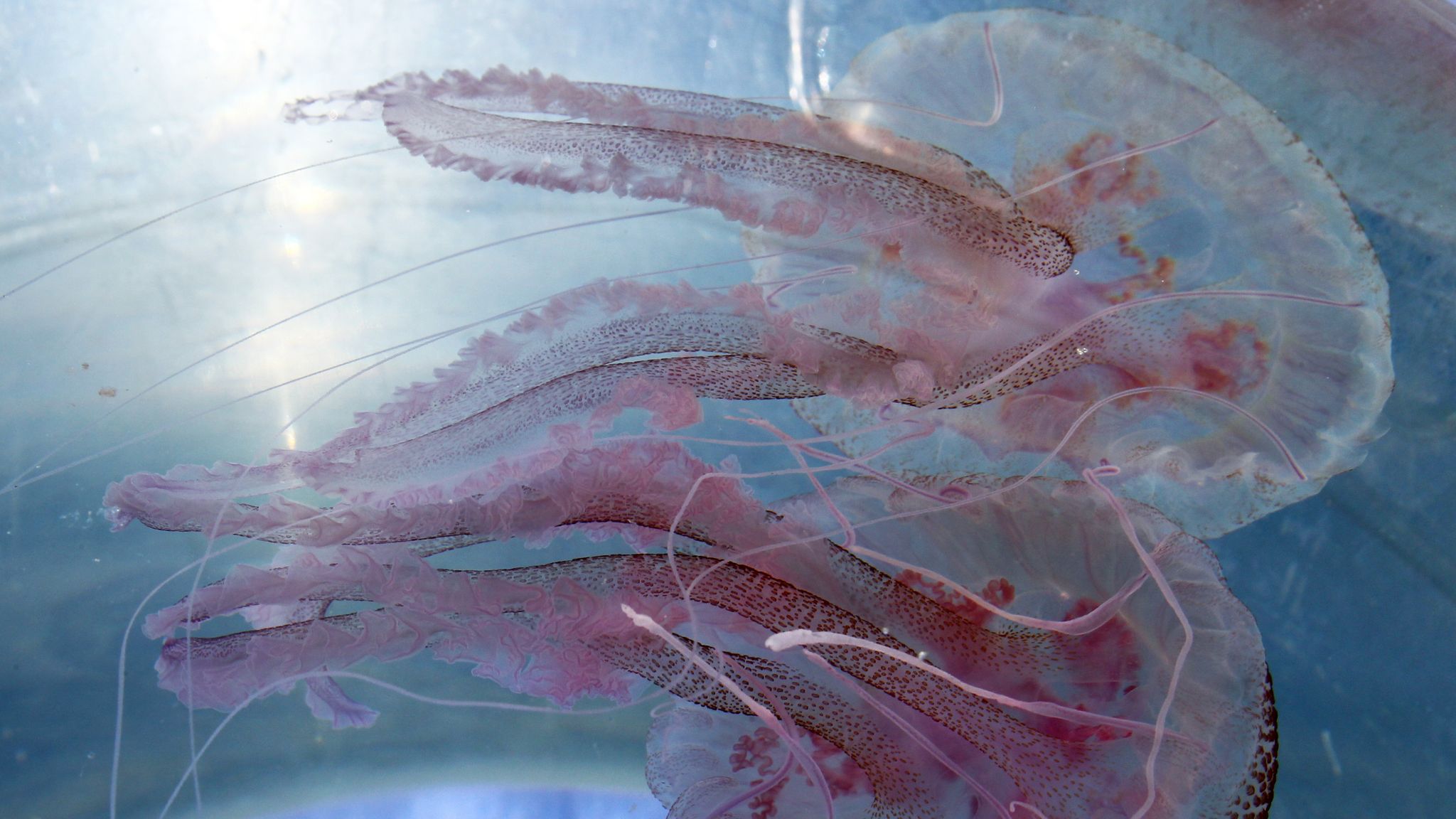 How to spot jellyfish in UK and what to do if you're stung UK News