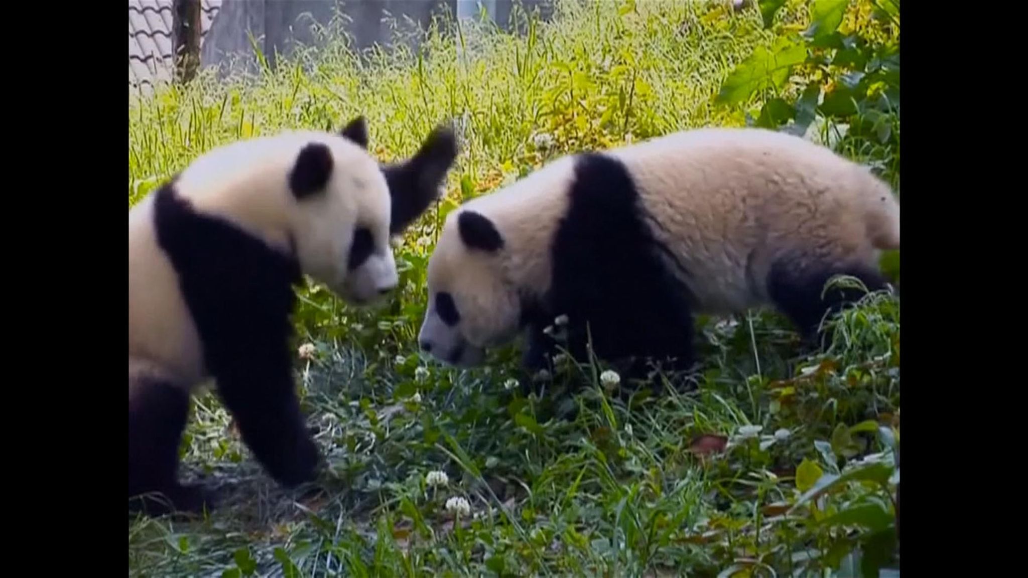 China's wild giant panda population explodes after major effort to