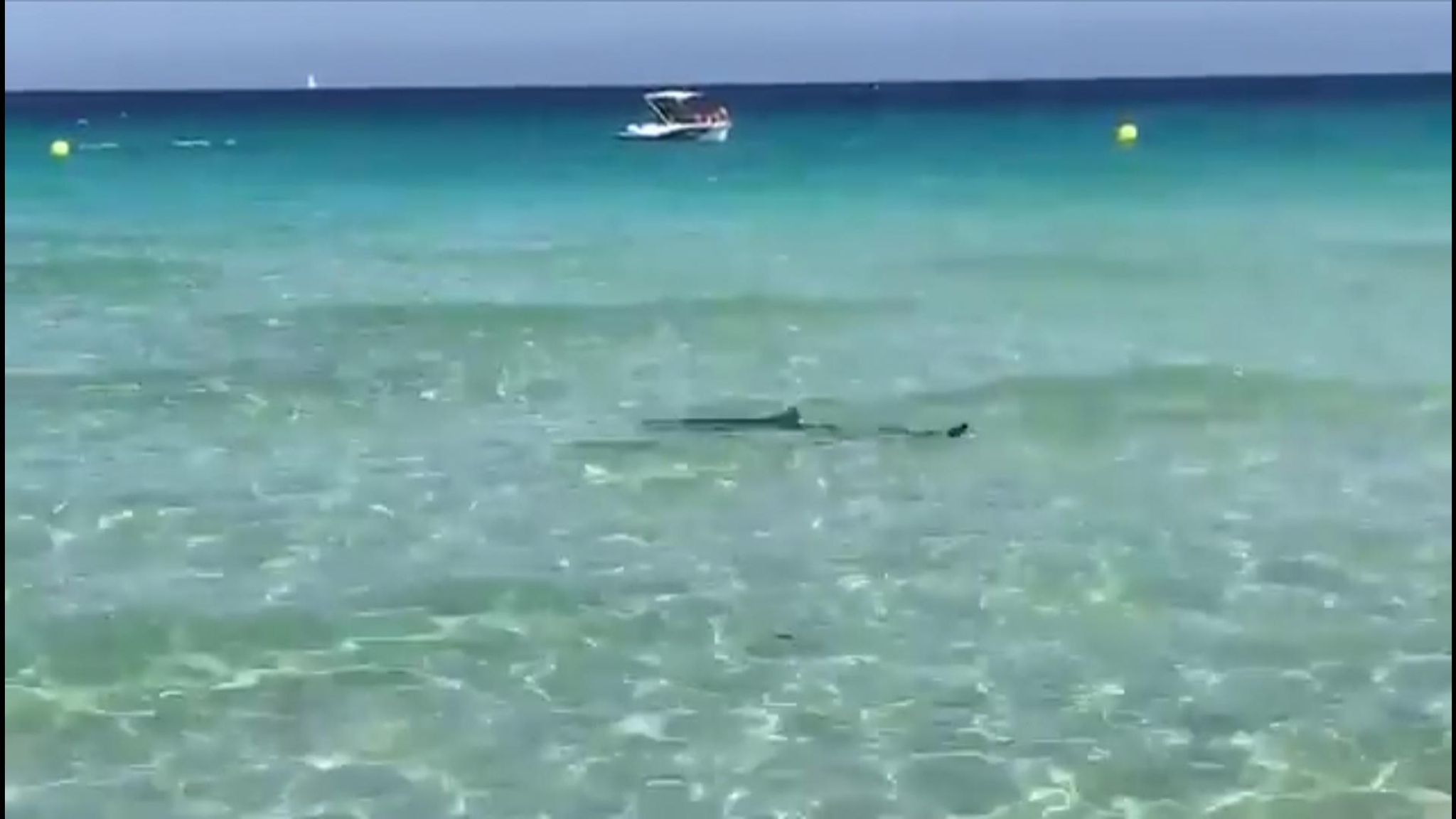 Panic as shark forces Majorca tourist beach evacuation | World News