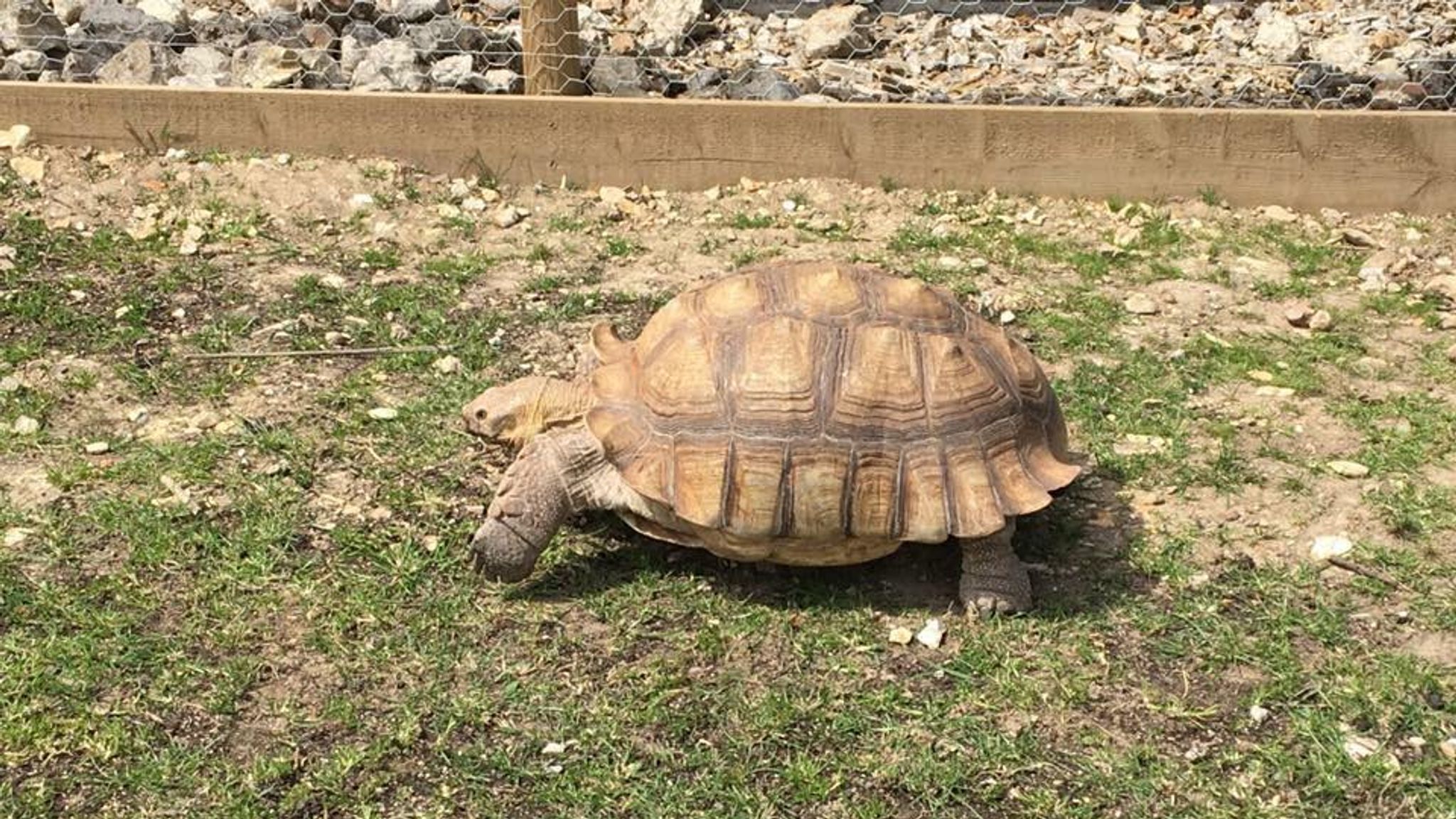 Four giant tortoises stolen from Kingston Maurward College in Devon ...