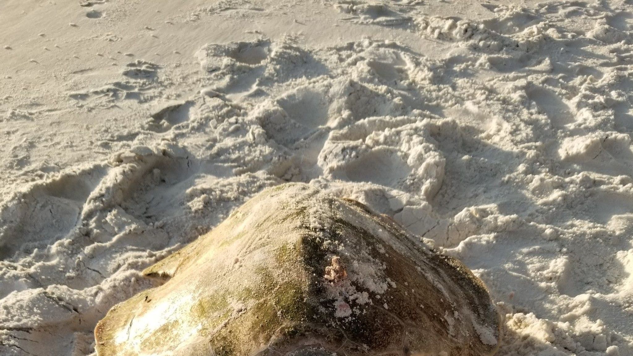 turtle-dies-after-getting-trapped-in-a-barstool-on-florida-beach-us