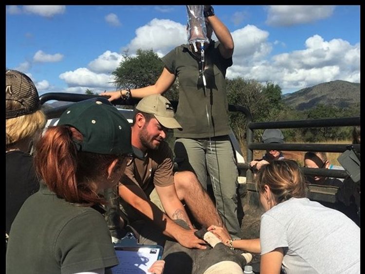 Arthur was put on a drip and airlifted to the Care for Wild sanctuary. Pic: Care for Wild