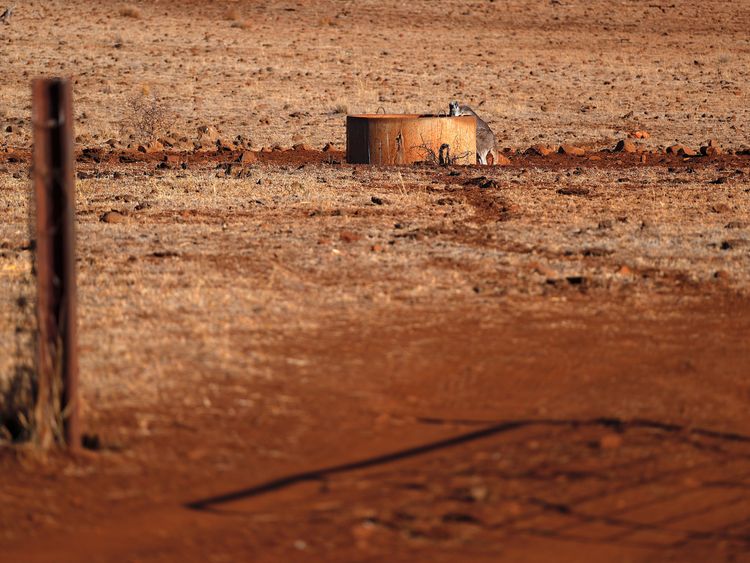 Farmers in Australia get greater powers to kill kangaroos amid drought