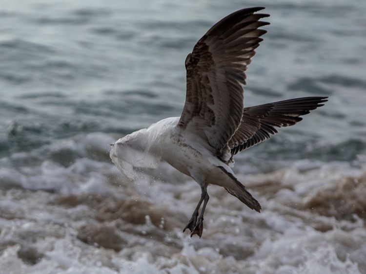 A seagull struggles to take flight covered by a plastic bag at Caleta Portales beach in Valparaiso, Chile