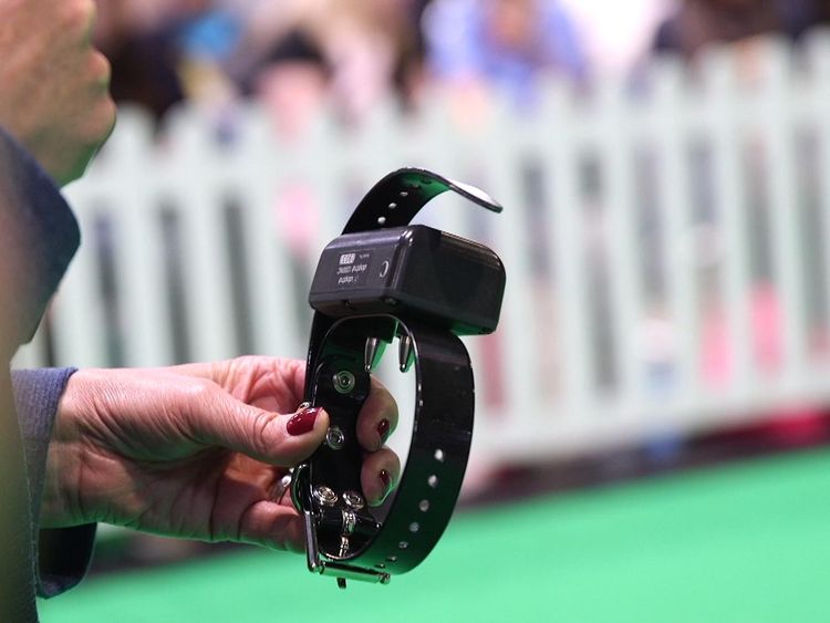 Electric shock collars for pets to be banned in England