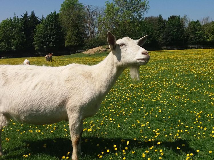 Goats at the Buttercups Sanctuary 3- Credit Christian Nawroth
