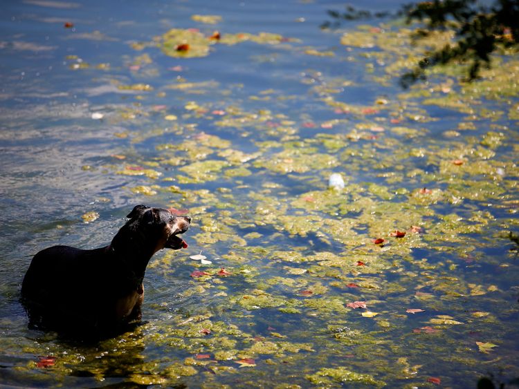 A dog takes a swim in the public bathing pond on Hampstead Heath in London, Britain, August 3, 2018. REUTERS/Henry Nicholls TPX IMAGES OF THE DAY