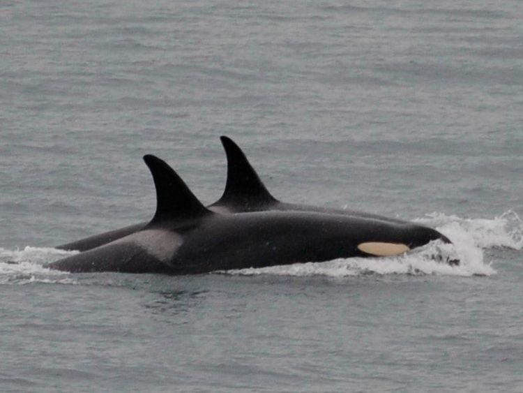  Orca, known as J35, seen in foreground, swims with other orcas. Pic: Center for Whale Research
