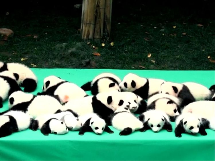 China's wild giant panda population explodes after major effort to ...