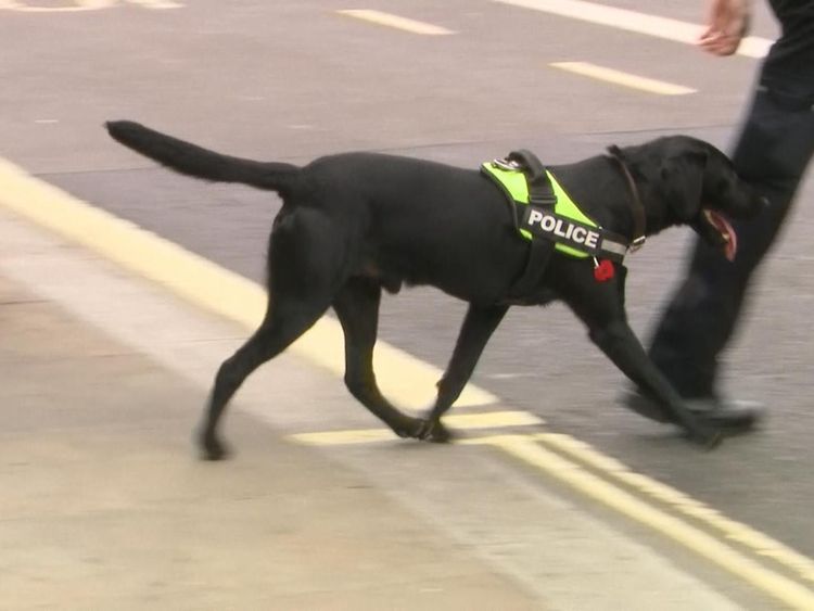A police sniffer dog used to check the scene where a car crashed into parliament