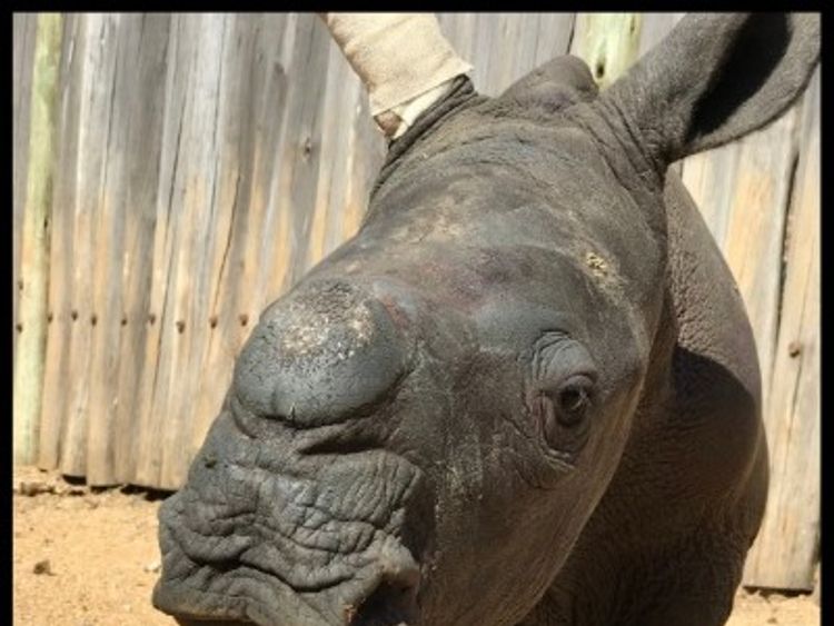 Arthur is recovering at the Care for Wild rhino sanctuary in South Africa. Pic: Care for Wild