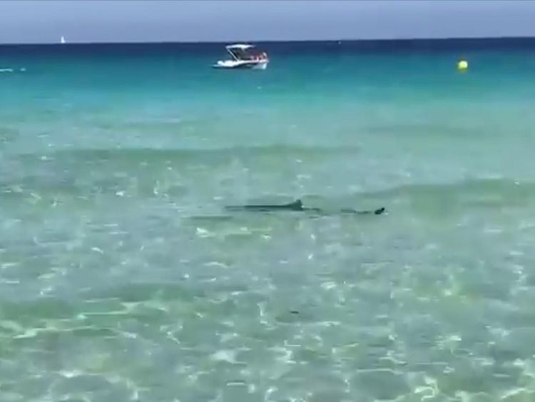 The shark was filmed by the local lifeguards