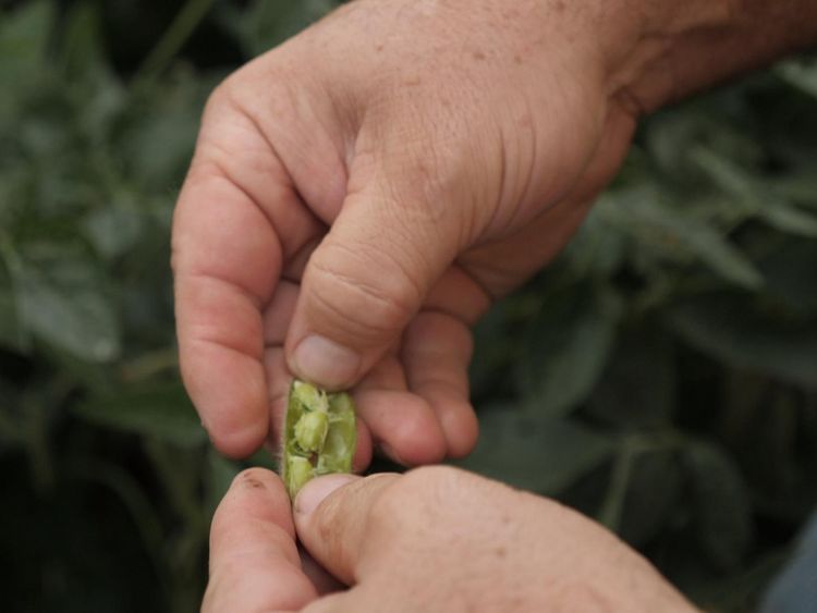 The soybean crop is being hit hard by the Chinese tariffs
