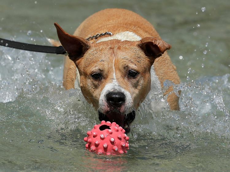 A dog jumps for a ball in a public fountain in Vienna, Austria