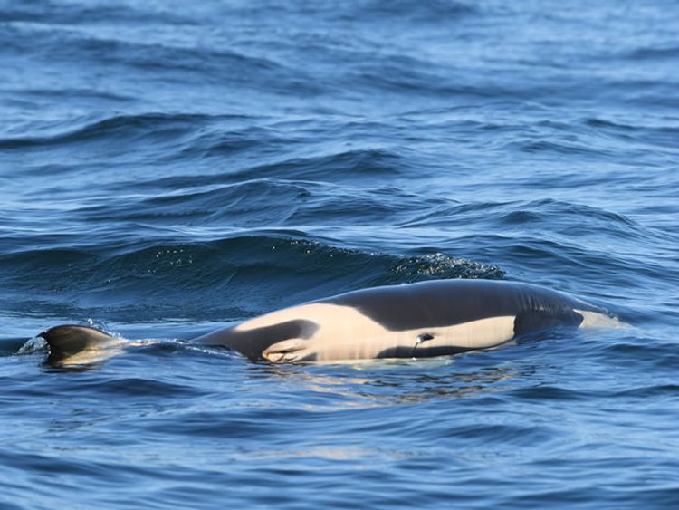 The animal died shortly after it was born. Pic: Dave Ellifrit, Center for Whale Research