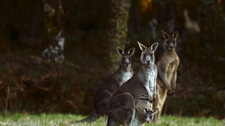Farmers have been granted relaxed laws to shoot kangaroo 