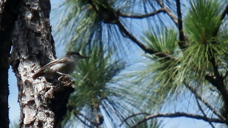 The Bahama nuthatch has been found in its natural habit. Pic: Matthew Gardner