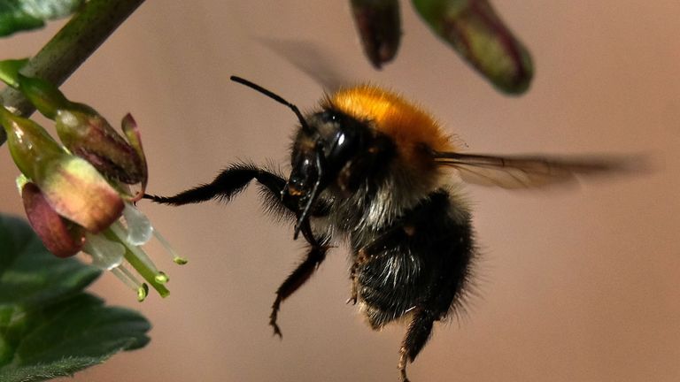 Bumblebee are crucial for the pollination of crops