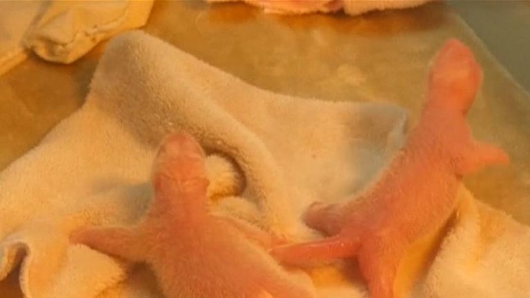 More and more giant pandas are being born in China