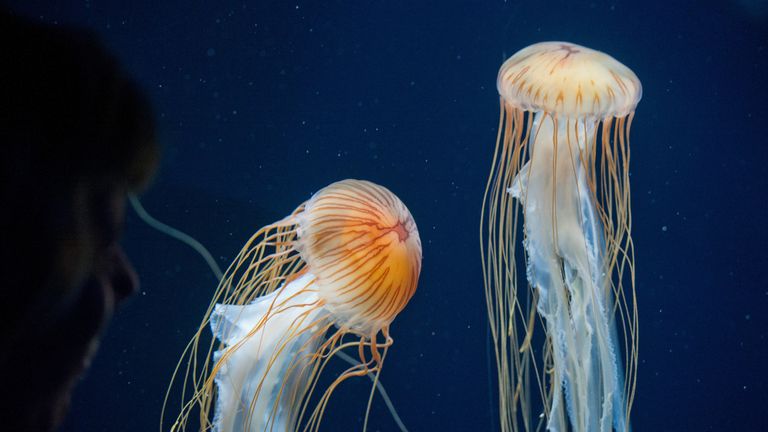How To Spot Jellyfish In Uk And What To Do If You Re Stung Uk News Sky News