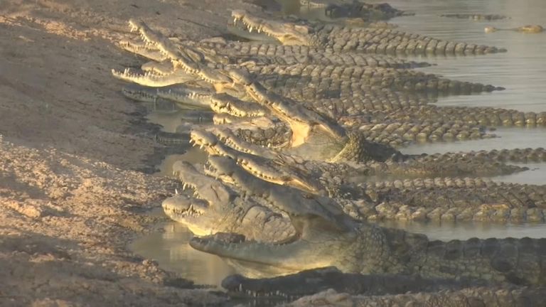 There are hundreds of crocodile in the valley