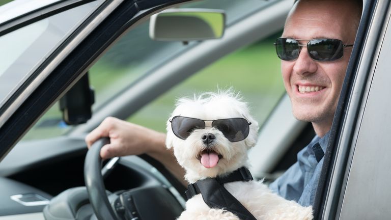 Small dog maltese in a car with open window and his owner in a background. Dog wears a special dog car harness to keep him safe when he travels.