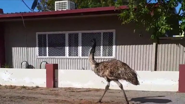 Emu strolls into town amid drought conditions in New South Wales