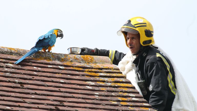 Jessie the parrot was stuck on a neighbour&#39;s roof for three days