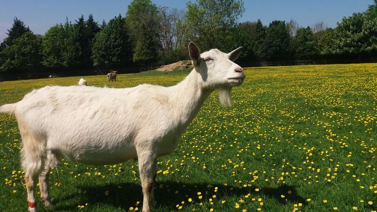 Goats at the Buttercups Sanctuary 3 - Credit Christian Nawroth

