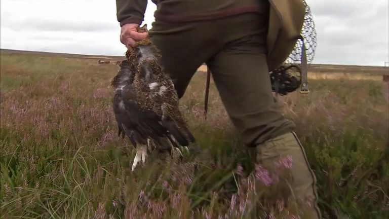 The four-month grouse shooting season brings in £23m to British estates