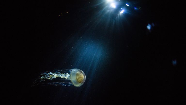 There were thousands of bulbous-headed jellyfish as I dived into the water at midnight