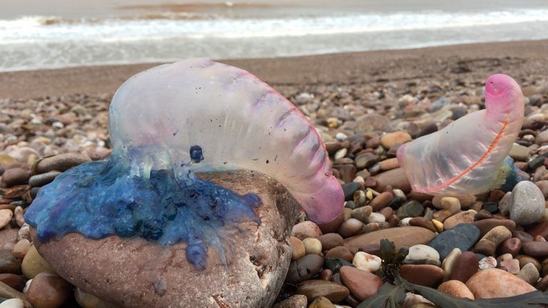 Portuguese man o&#39; war are a colony of hydrozoans that live in open oceans on the surface