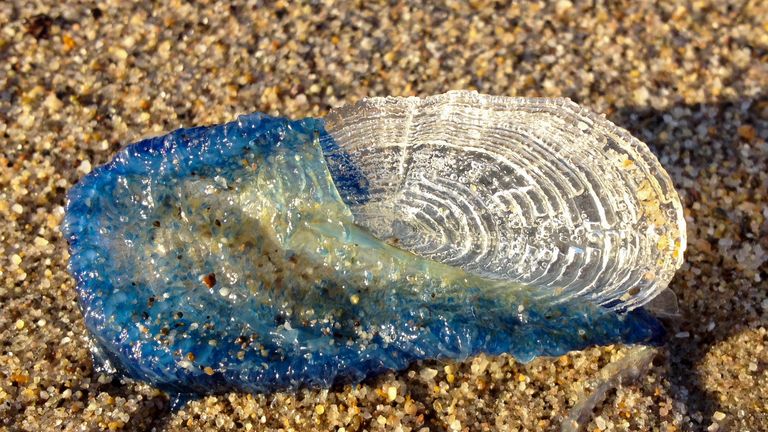 Velella velella are not a true jellyfish but a floating hydranth