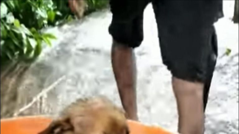Puppy rescued from flooded dwelling in Kerala