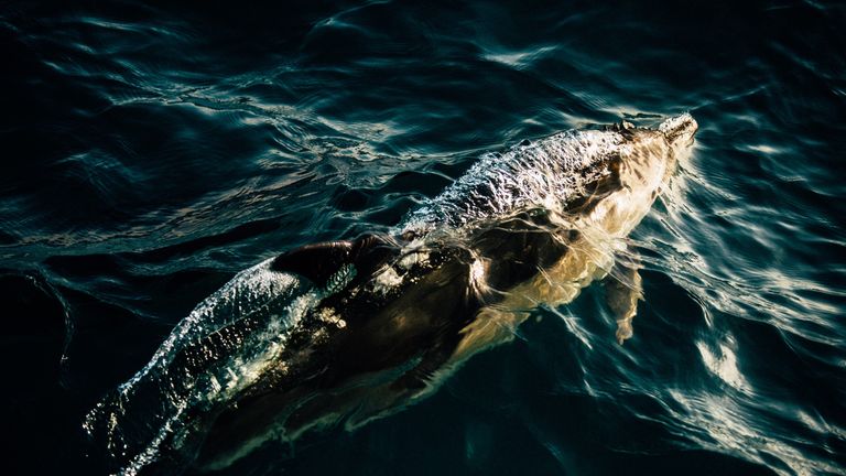 A pod of dolphins swam alongside the boat as we entered Dorset water