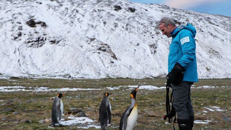 Lewis stands among king penguins