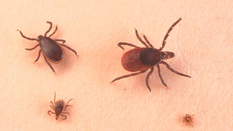Lyme disease is carried by ticks and is passed to humans when they bite