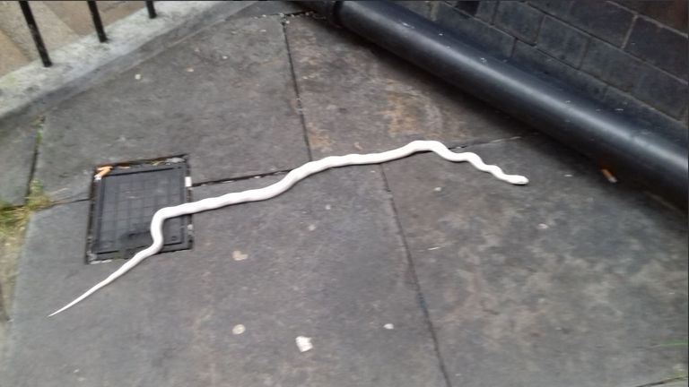 A 6ft albino snake was found on a Newcastle street and handed into police. Pic: Northumbria Police