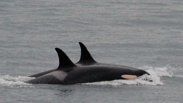  Orca, known as J35, seen in foreground, swims with other orcas. Pic: Center for Whale Research