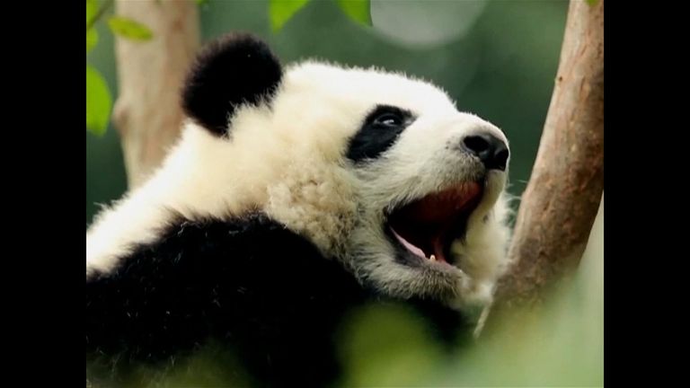 China's wild giant panda population explodes after major effort to