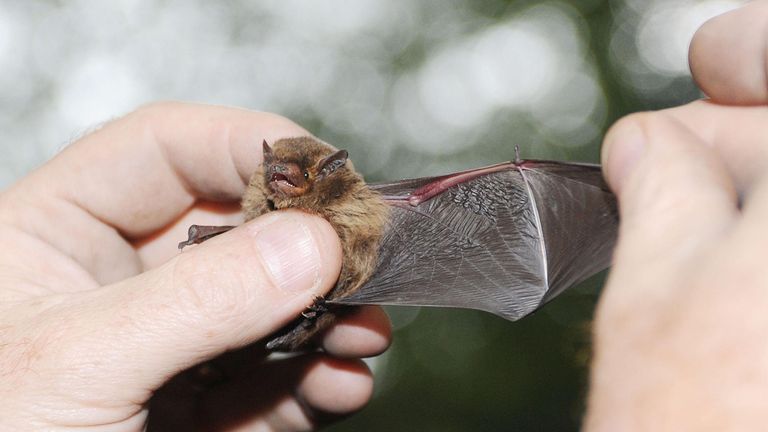Pipistrelles are the most common British bat