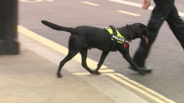 A police sniffer dog used to check the scene where a car crashed into parliament