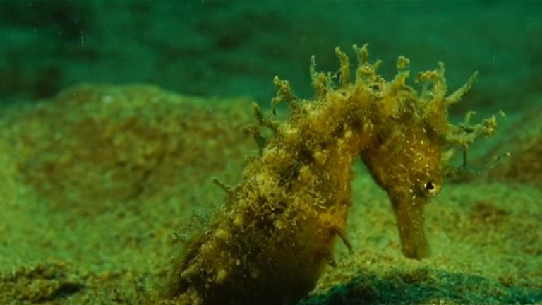 An artificial habitat in the Mediterranean has been created for seahorses and they are thriving